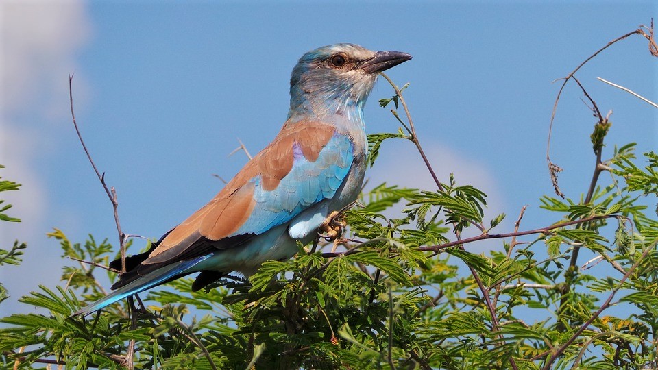 Bird watching with Kikuletwa hot spring tour